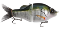 Gill