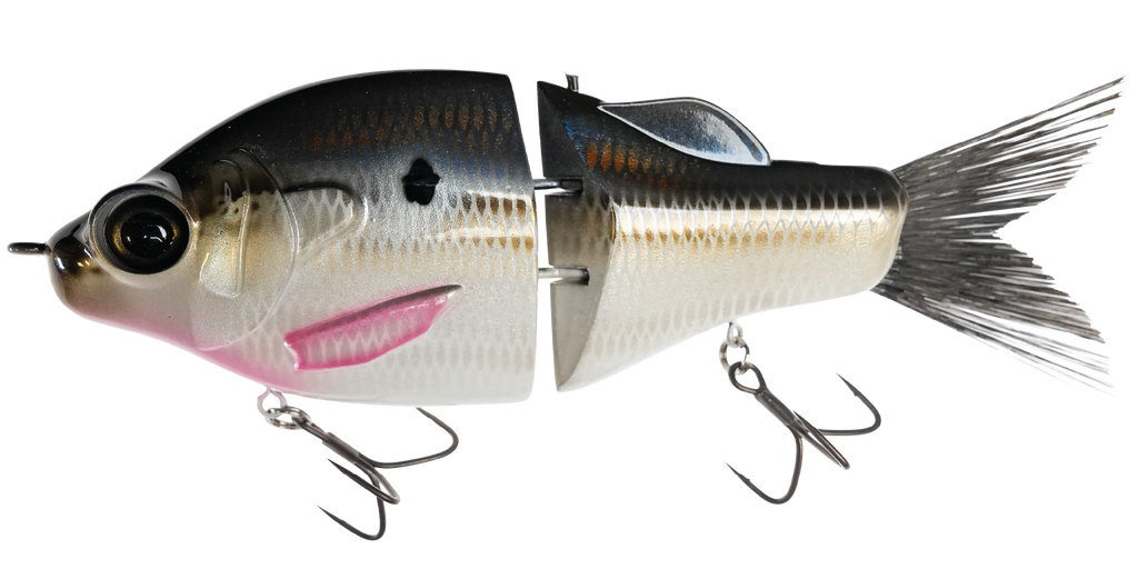 Gill